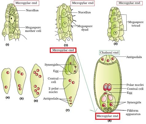 While the bisporic hyacinthoides type is considered characteristic for the genus hyacinthoides, the @article{ebert2005developmentalsd, title={developmental switch during embryo sac formation from. Rusty's Bio-zone: SEXUAL REPRODUCTION IN FLOWERING PLANTS
