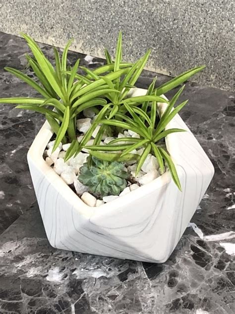 Just pin this image to one of your gardening boards on pinterest so that you can easily find it later. Small Succulent Dish Garden - Spring Creek Design LLC