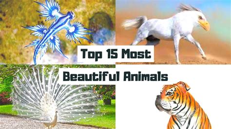 Top 15 Most Beautiful Animals In The World Most Amazing Animals On