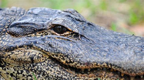 thousands of ‘nuisance alligators killed each year