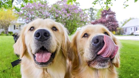 Joyful Goldens Be The Kind Of Person Your Dog Thinks You Are