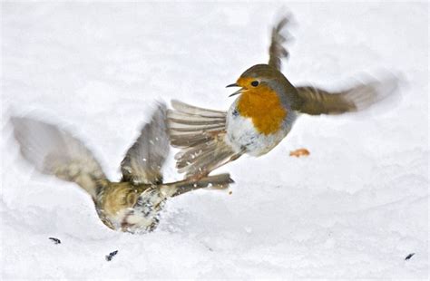 Robin Viciously Protects His Patch In A Battle Of The Bird Table