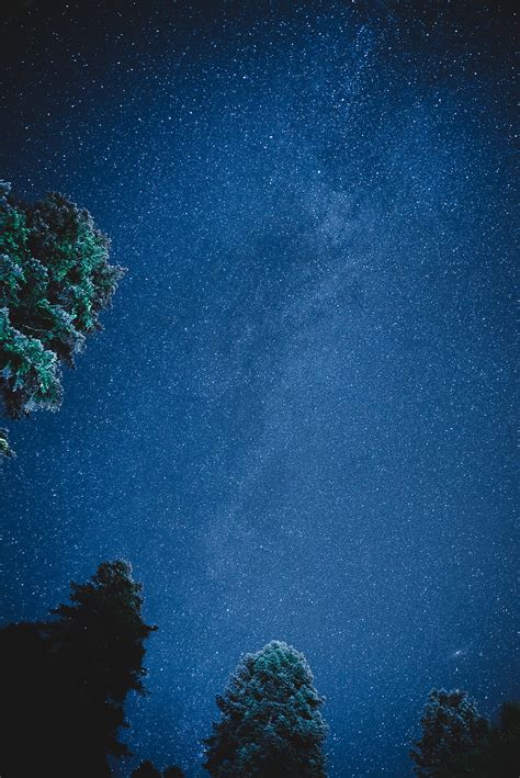 Green Trees Under Blue Sky During Night Time Hd Phone Wallpaper Peakpx