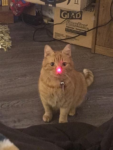 My Cat As Rudolph The Red Nose Reindeer Cats
