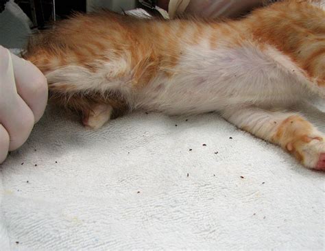 Our reviews are based on extensive research and, when for small, weak cats, especially kittens, a severe flea infestation could be deadly. How Does An Indoor Cat Get Fleas? - Cat Diabetes & Cat Care