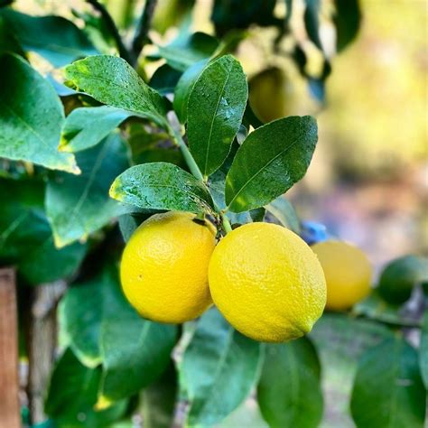 Citrus Limon Lemon Lisbon Dwarf Forest Field