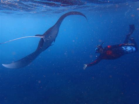 “manta Ray Snorkeling Day Trip From Nusa Lembongan To Nusa Penida