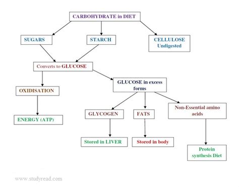 There are two forms of carbohydrate storage. 10 Important Functions of Carbohydrates and their Role in the Body