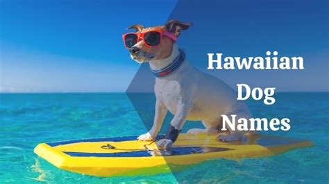 52 Amazing Hawaiian Dog Names With Meanings My Name Guide