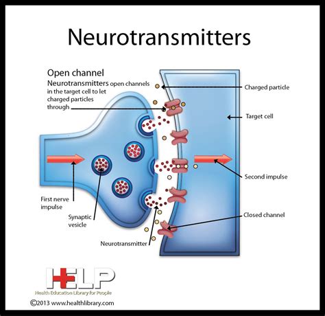 Neurotransmisores 16301063 Pixeles Neurotransmisores Sistema Images