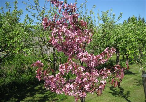 Veliki novčani horoskop za jun: Istikud - Õunviljalised - Kultuurpihlakas (Sorbus ...