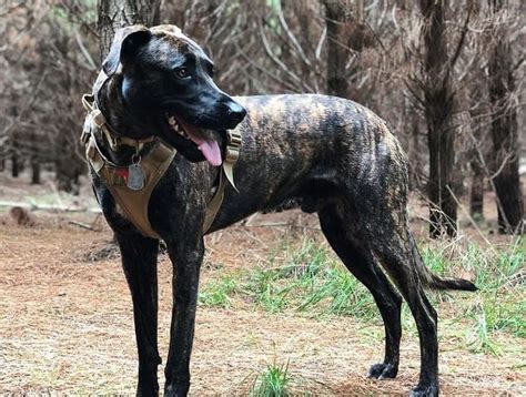 Get To Know The Different And Surprising Greyhound Mix Breeds K9 Web