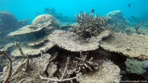 Coral Reefs Rapidly Die From Marine Heat Waves — Study News Dw 09