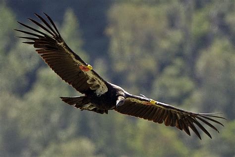 The california condor was the first species to be listed under the endangered species act in 1973. California condors rise from the brink of extinction - LA Times