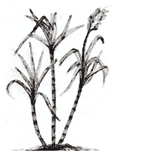More sketches take a peek at some of the sketches created by our users, are you a sketchite? Sugarcane Clipart - ClipArt Best