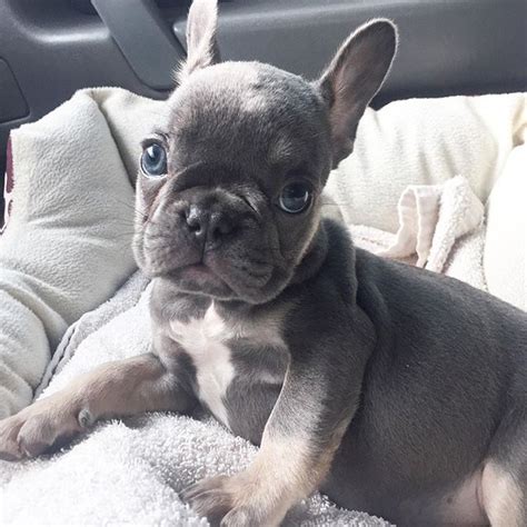 The animal rescue said it was 121 degrees in the back of the moving van when the puppies were found, and they had no access to food or water. French Bulldog Puppies Texas