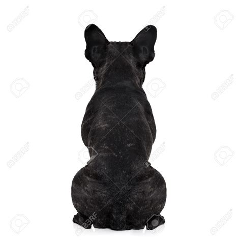 French Bulldog Dog Looking Straight From Behind Showing Back And Rear