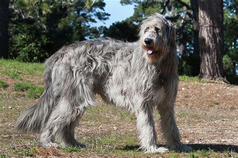 An Irish Wolfhound Standing In A Field Photograph By Zandria Muench