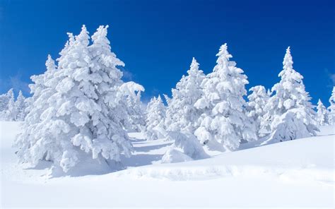 Snowfall Winter Pine Trees Nature 1080x1920 Wallpaper Wallpaper Images
