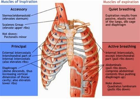 Breathing - Back to Health Wellness Centre