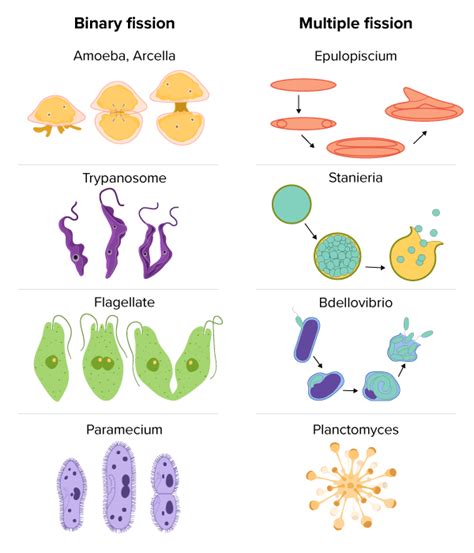 Asexual Reproduction And Its Types Read Biology Ck 12 Foundation