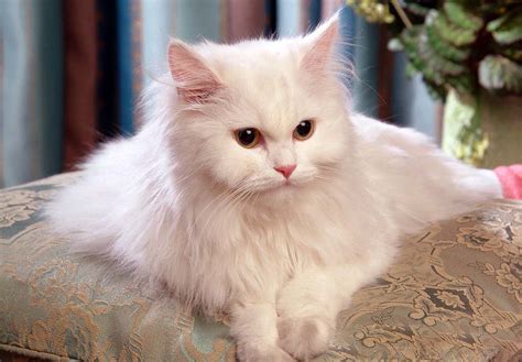 صور قطط شيرازي خلفيات جميله لاجمل قطه شيرازى احبك موت