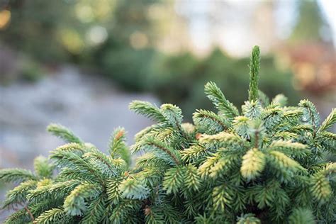 Dwarf Conifers For Winter Garden Beauty Dwarf Conifers Dwarf