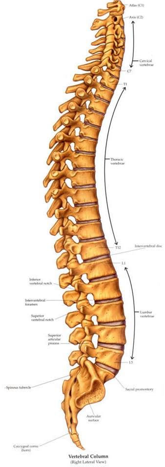 The Causes And Treatment Of Low Back Pain Motionworks Physical Therapy