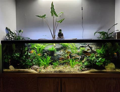 Planted Tanks Photos Sorted By Publish Time