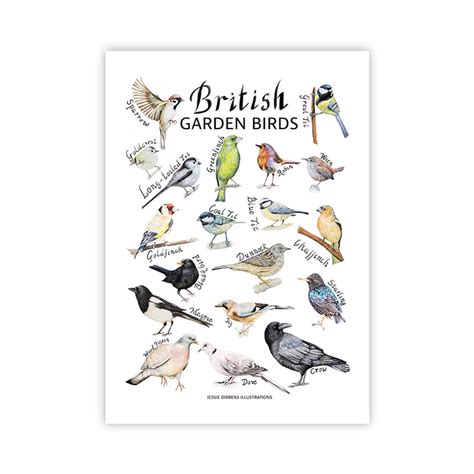 British Garden Bird Identification Poster Print Wildlife Etsy Uk