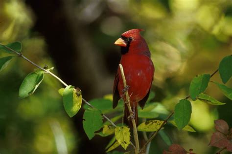Free Picture Northern Cardinal Bird Male Cardinalis Cardinalis