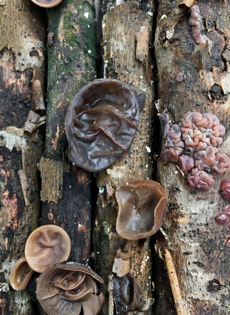 Cloud Ear Fungus Fungus Auricularia Earfungus Woodear Fungi Wood