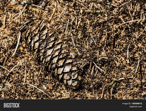 Ant Pile Spruce Cone Ants All Over Image And Photo Bigstock