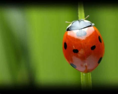 National Be Nice To Bugs Day July 14 2023 National Today