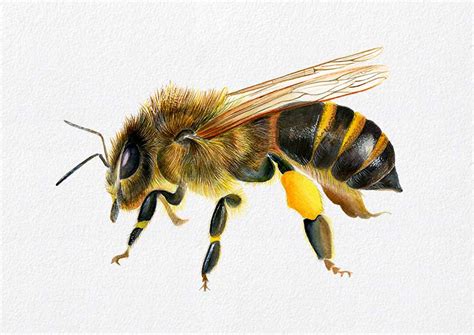 Honey Bee Watercolour Artwork Watercolour Wildlife Wildlifeartist