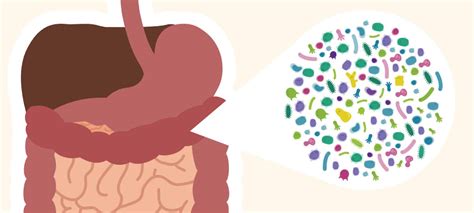 Introducing The Human Gut Microbiome Animation Canadian Digestive