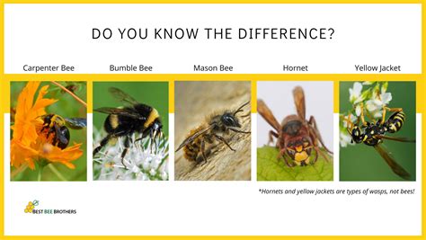 Identifying Types Of Bees