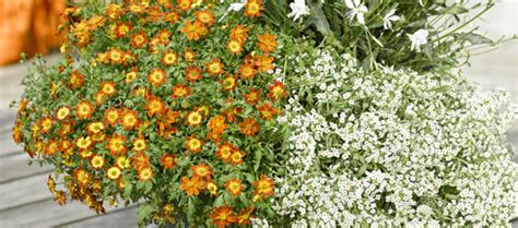 Blume tagetes apache beggarticks pflege. BeeDance Pflanze des Jahres 2016 (Bidens) • Gärtnerei ...