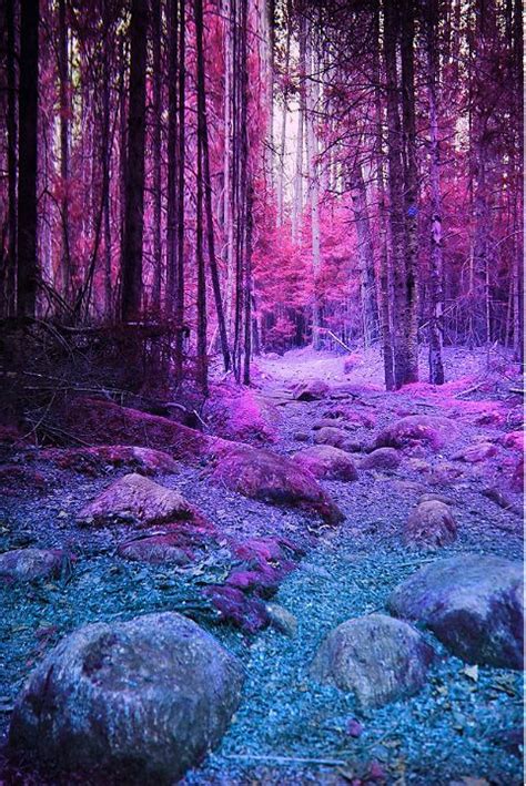 Forest Of Dreams World Of Illusions Aesthetics Pinterest Paisajes