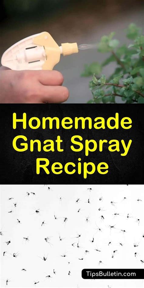 Homemade Gnat Spray Recipe What Can I Spray To Get Rid Of Gnats