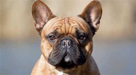 How to choose the best dog food for french bulldogs. Best Dog Foods For French Bulldogs: Puppies, Adults & Seniors