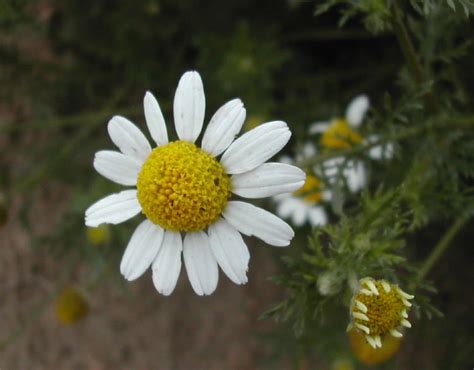 Yellow flowers mature to puffballs. anthemis cotula vs matricaria matricarioidies