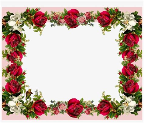 Red And White Flowers Colorful Roses Red Roses Rose Frame Flower