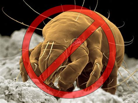 The name dust mite can be something of a misnomer as these critters are present even in homes where the white glove test results in the glove itself coming away whiter. How to get rid of dust mites? | Mattressima