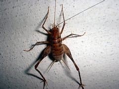 These insects can be commonly found in dark and damp. Are Spider Crickets Harmful, Or Just Annoying? - PestControl