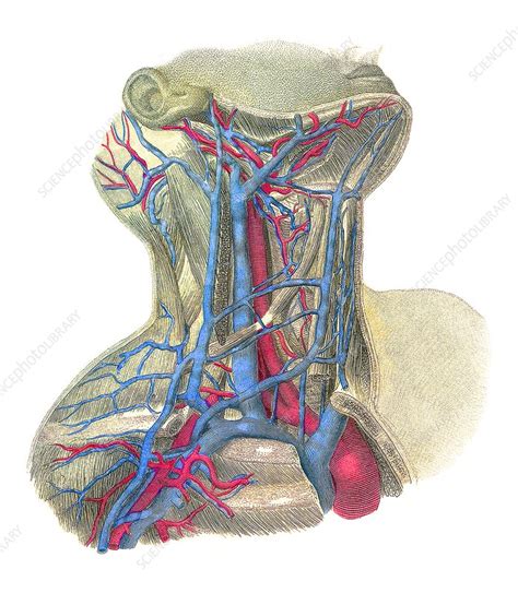 Blood Vessels Of The Neck Artwork Stock Image F0028466 Science