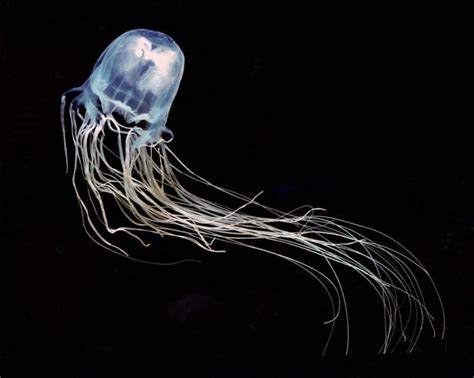 Box Jellyfish Kill More People Than Sharks Animal Encyclopedia