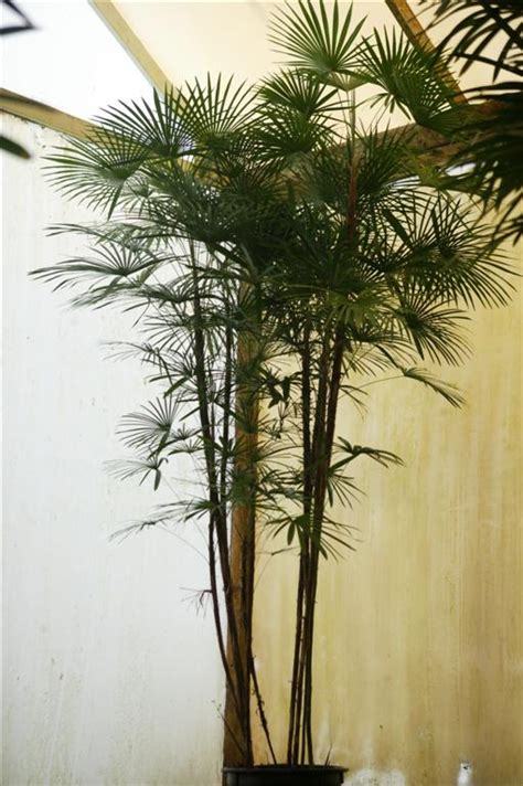 This palm is a thick, full plant that grows a cascading wall of lush, green, feathered fronds. Palms As House Plants Culture of Palm Houseplants The Best ...