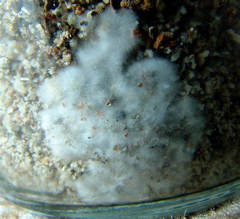 Mushroom mycelium in my jars? Or something else? (GOOD macro pics ...
