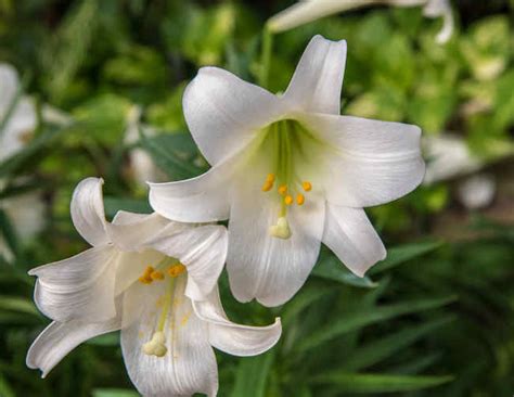 Lily Planting And Advice On Caring For Them